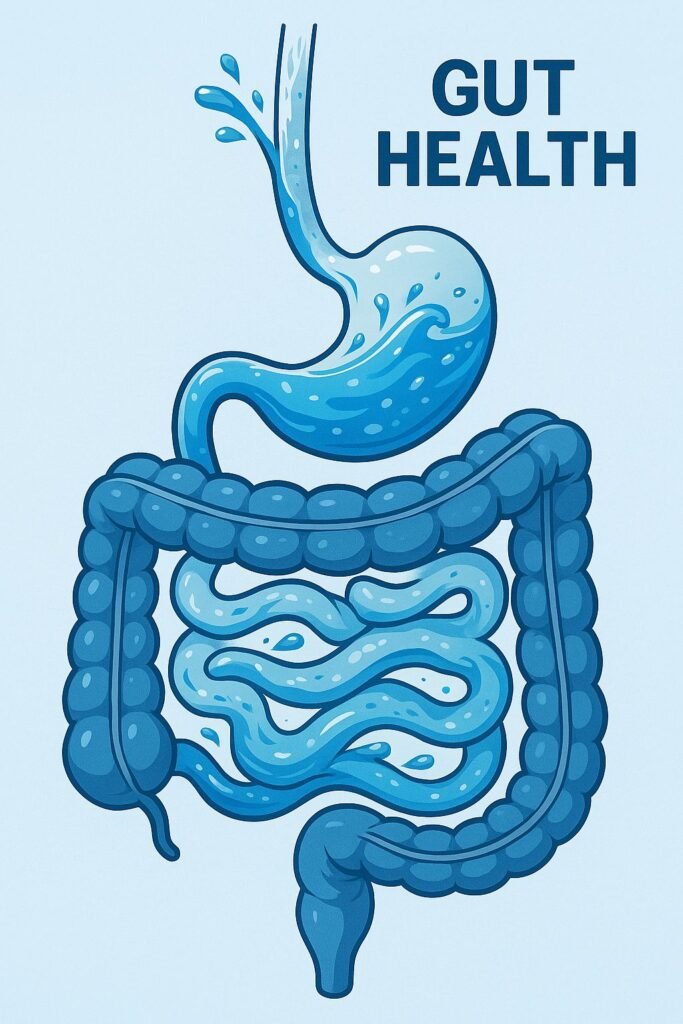 Diagram of water improving gut health and digestion