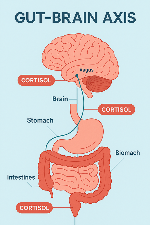 Infographic of the gut-brain axis showing cortisol interaction points for better understanding of cortisol gut health
