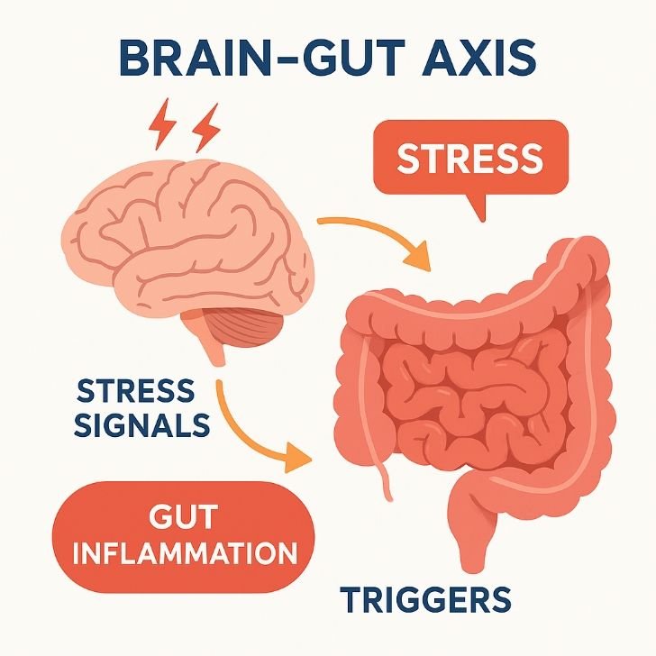Visual representation of stress and gut inflammation with brain-gut axis