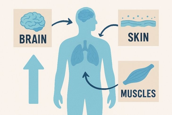 Visual explanation of hydration and its effects on brain, skin, and body performance