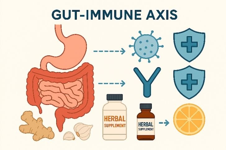 Illustration of the gut-immune axis showing digestive health supporting immunity